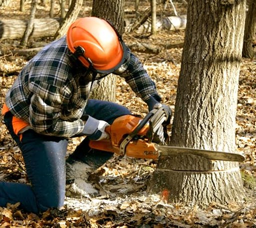 Tree Removal in Ellisville, MS